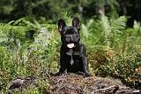 BOULEDOGUE FRANCAIS 079